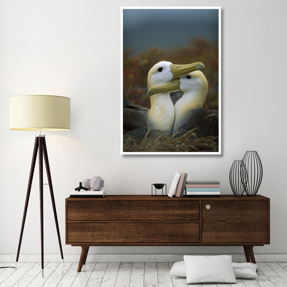 Waved Albatross pair bonding, Galapagos Islands, Ecuador-Paper Art-42&quotx62"