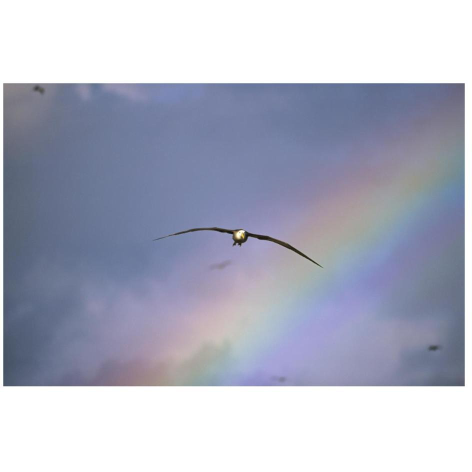Waved Albatross soaring through rainbow, Galapagos Islands, Ecuador-Paper Art-26&quotx18"