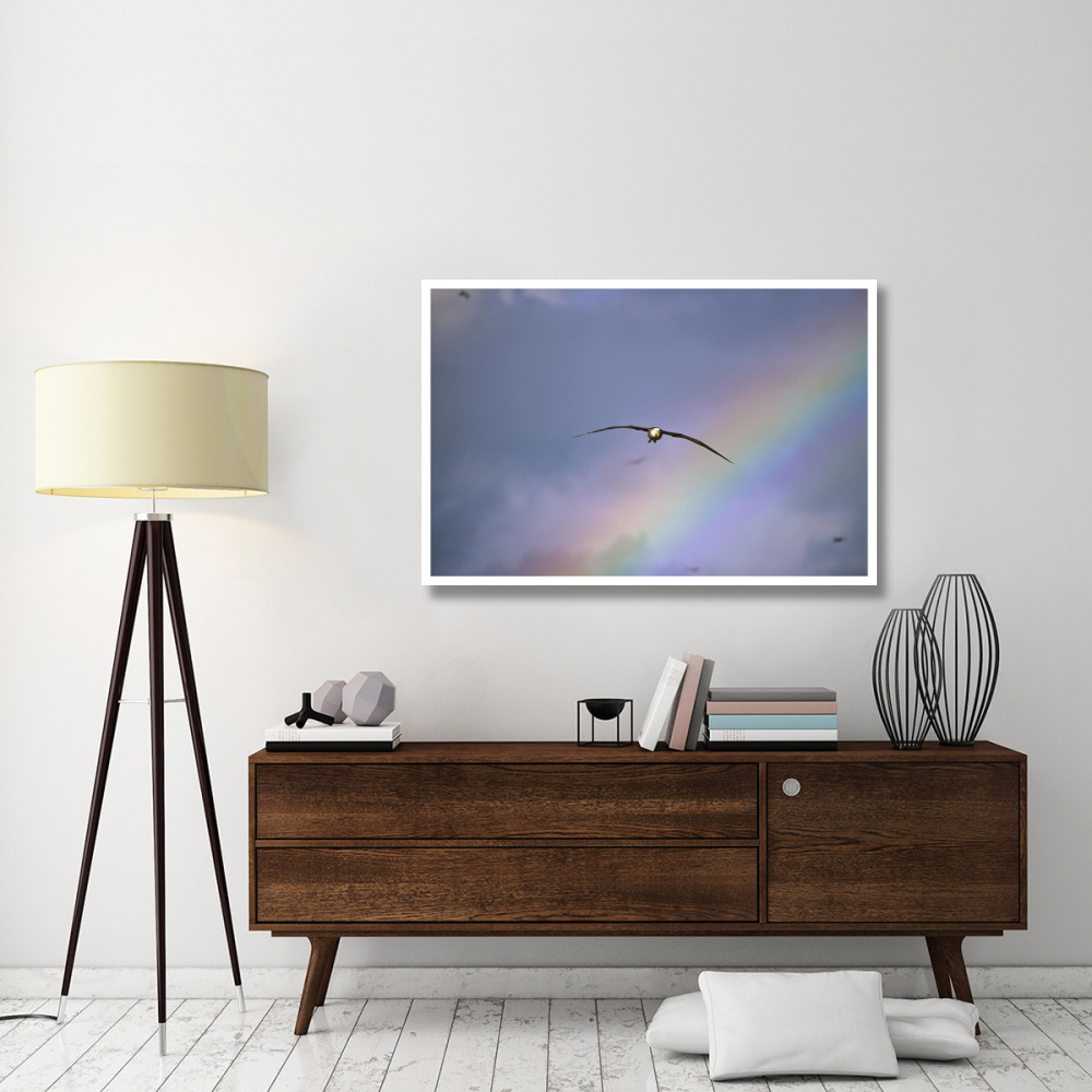 Waved Albatross soaring through rainbow, Galapagos Islands, Ecuador-Paper Art-50&quotx34"