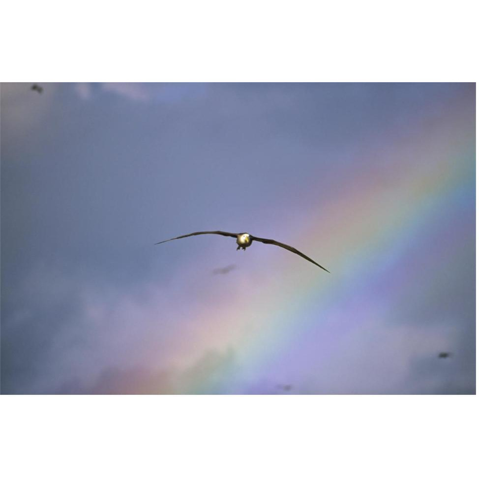 Waved Albatross soaring through rainbow, Galapagos Islands, Ecuador-Paper Art-62&quotx42"