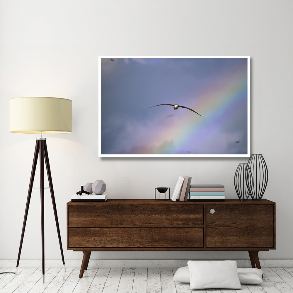 Waved Albatross soaring through rainbow, Galapagos Islands, Ecuador-Paper Art-62&quotx42"