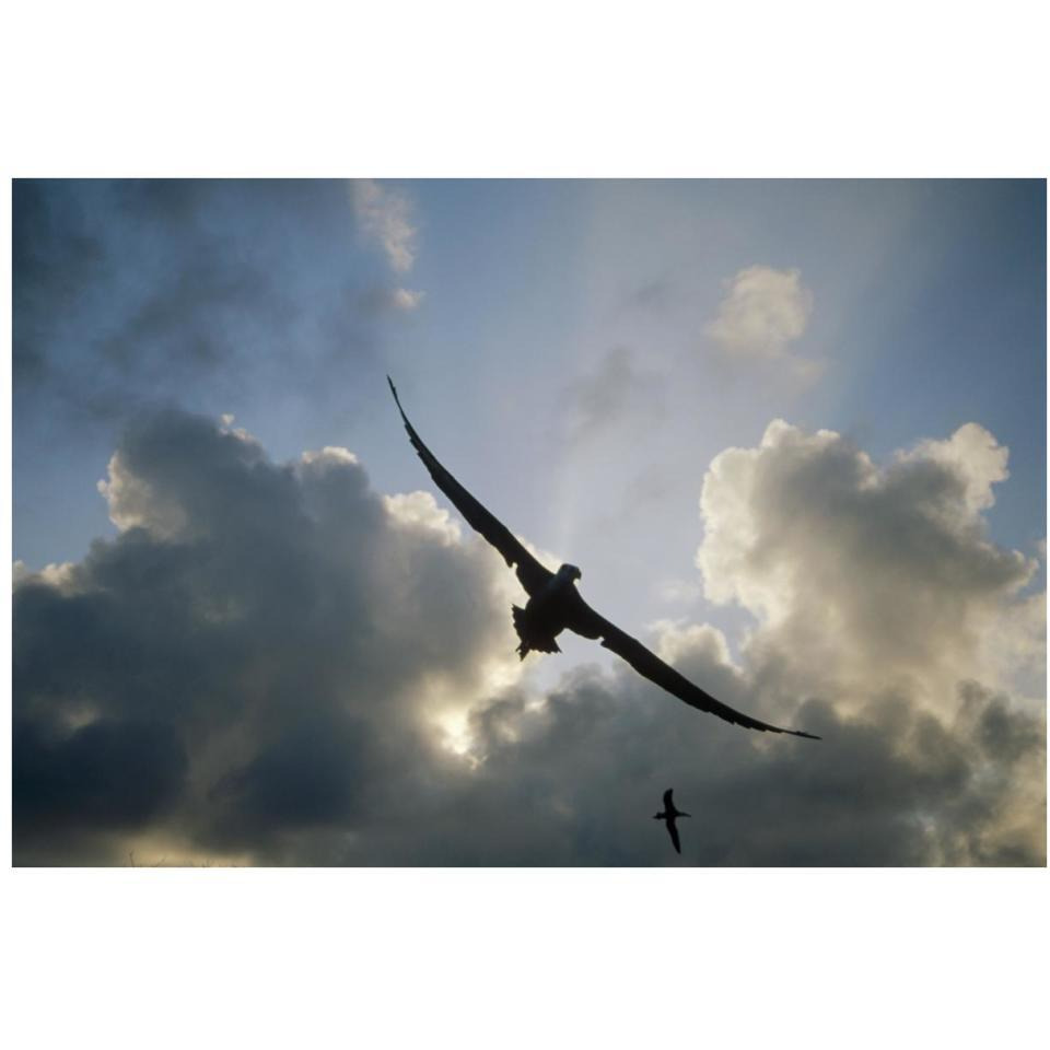 Waved Albatross flying over nesting colony, Galapagos Islands, Ecuador-Paper Art-38&quotx26"