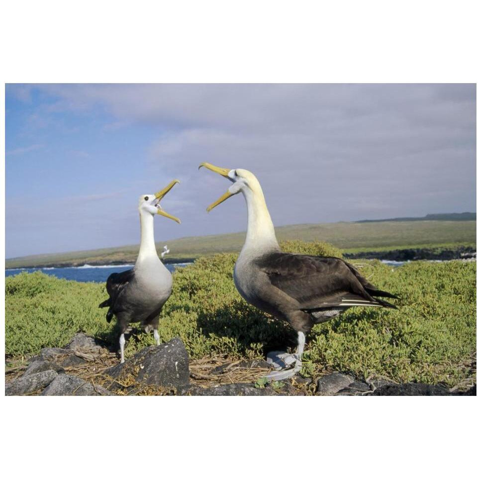 Waved Albatross pair courting, Galapagos Islands, Ecuador-Paper Art-20&quotx14"