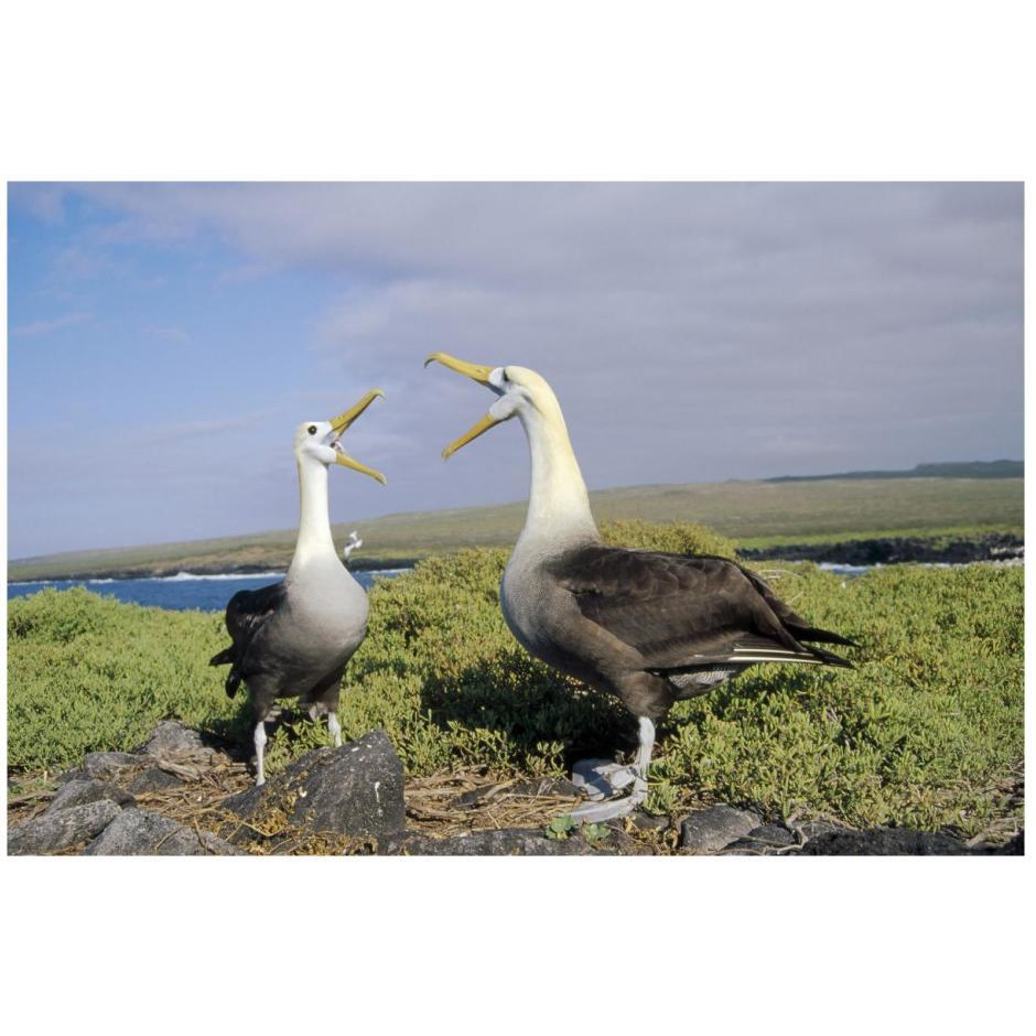 Waved Albatross pair courting, Galapagos Islands, Ecuador-Paper Art-26&quotx18"