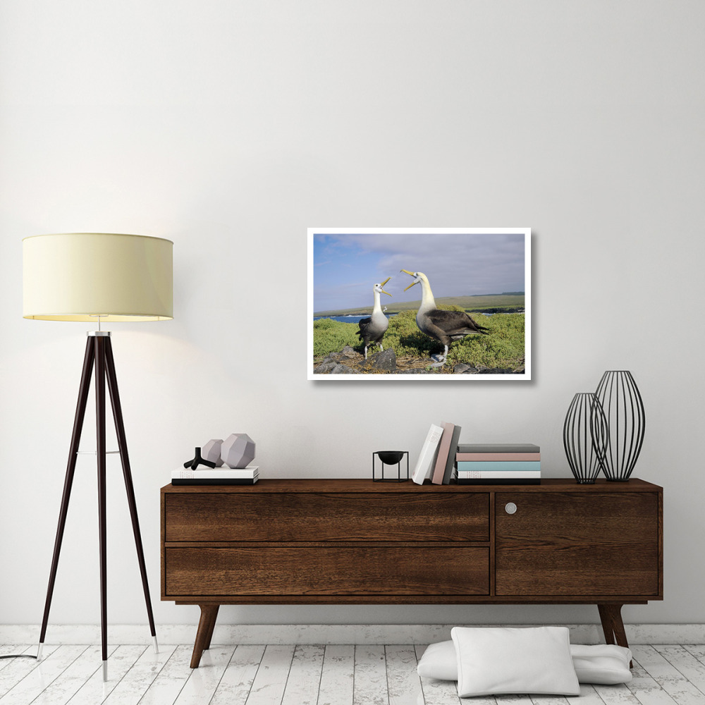 Waved Albatross pair courting, Galapagos Islands, Ecuador-Paper Art-38&quotx26"