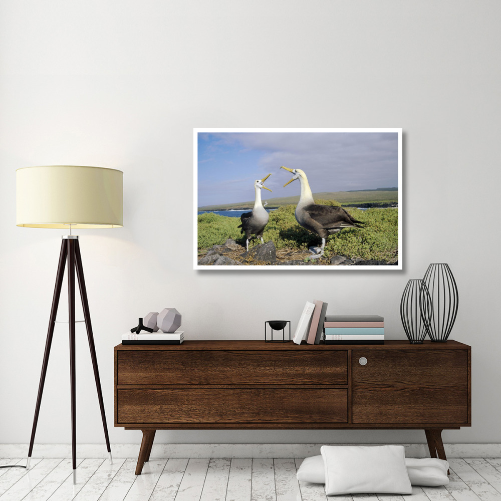 Waved Albatross pair courting, Galapagos Islands, Ecuador-Paper Art-50&quotx34"