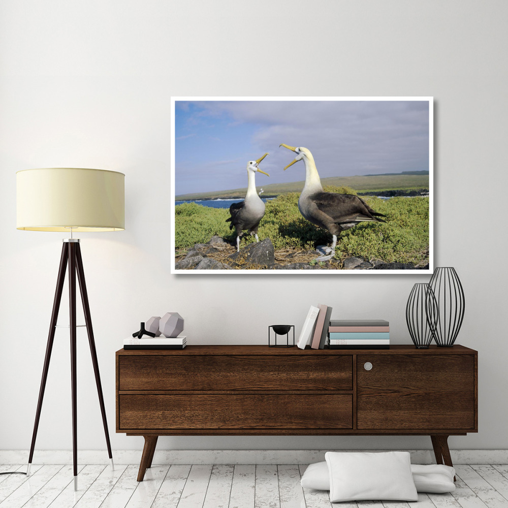 Waved Albatross pair courting, Galapagos Islands, Ecuador-Paper Art-62&quotx42"