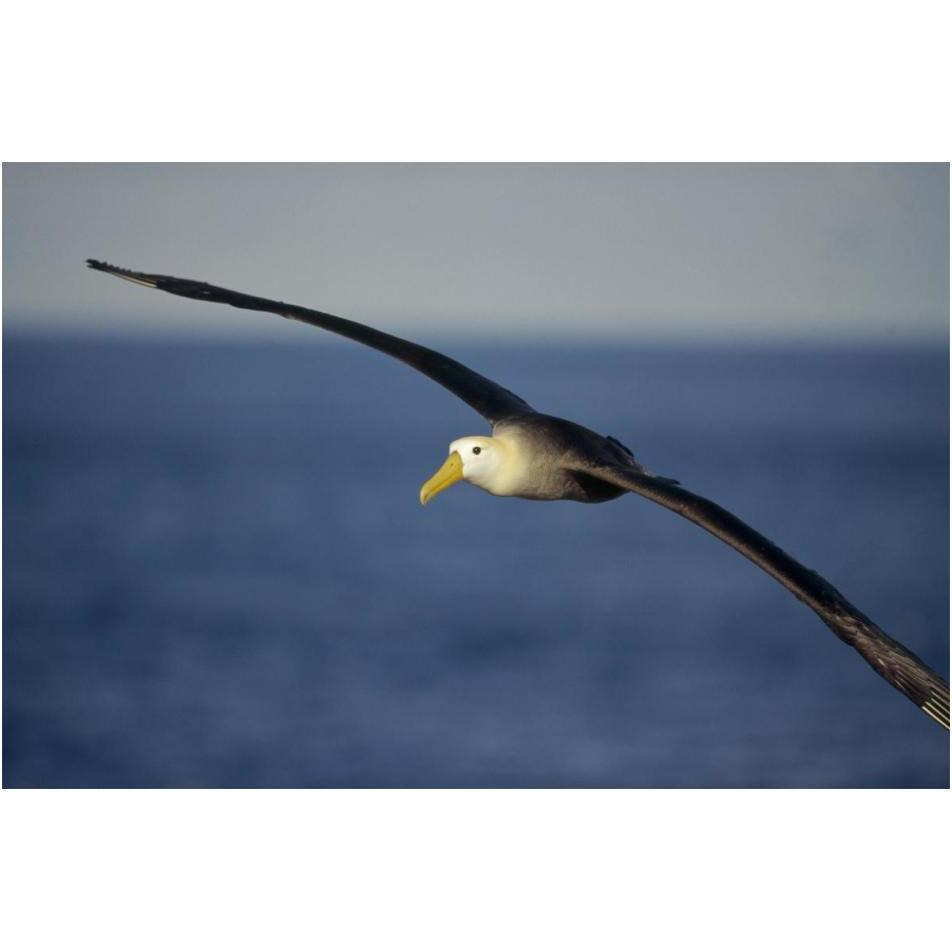 Waved Albatross flying, Galapagos Islands, Ecuador-Paper Art-20&quotx14"