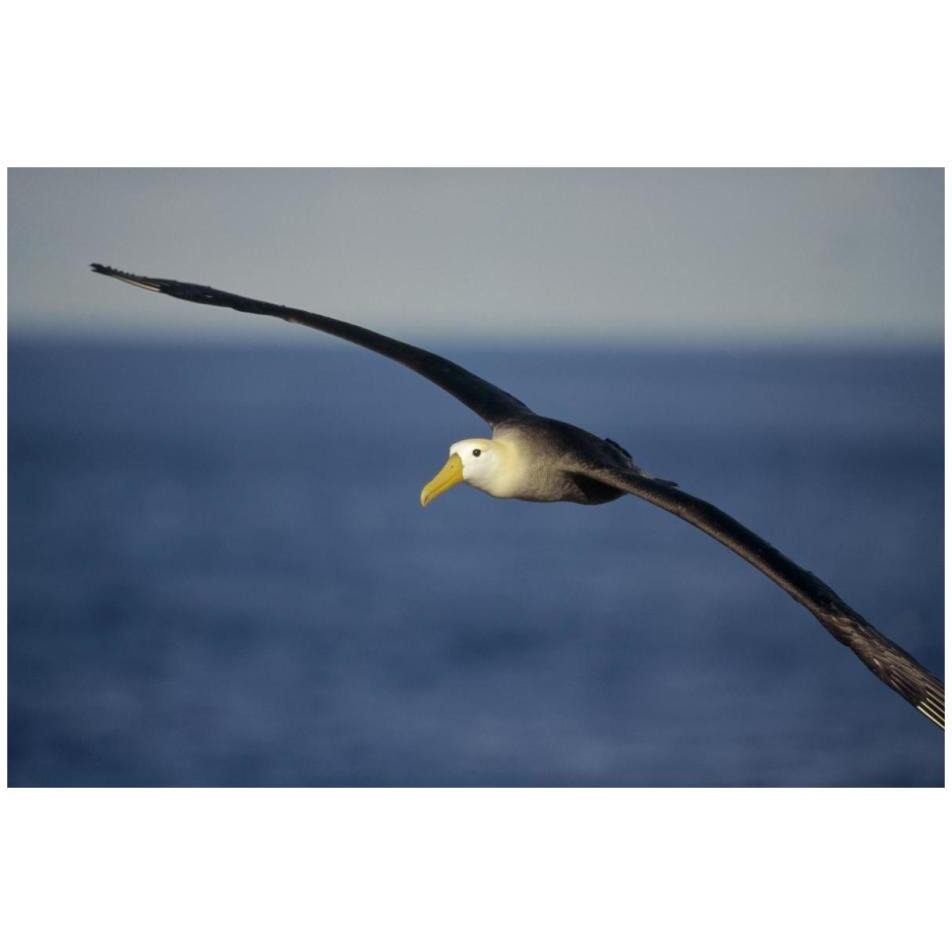 Waved Albatross flying, Galapagos Islands, Ecuador-Paper Art-32&quotx22"