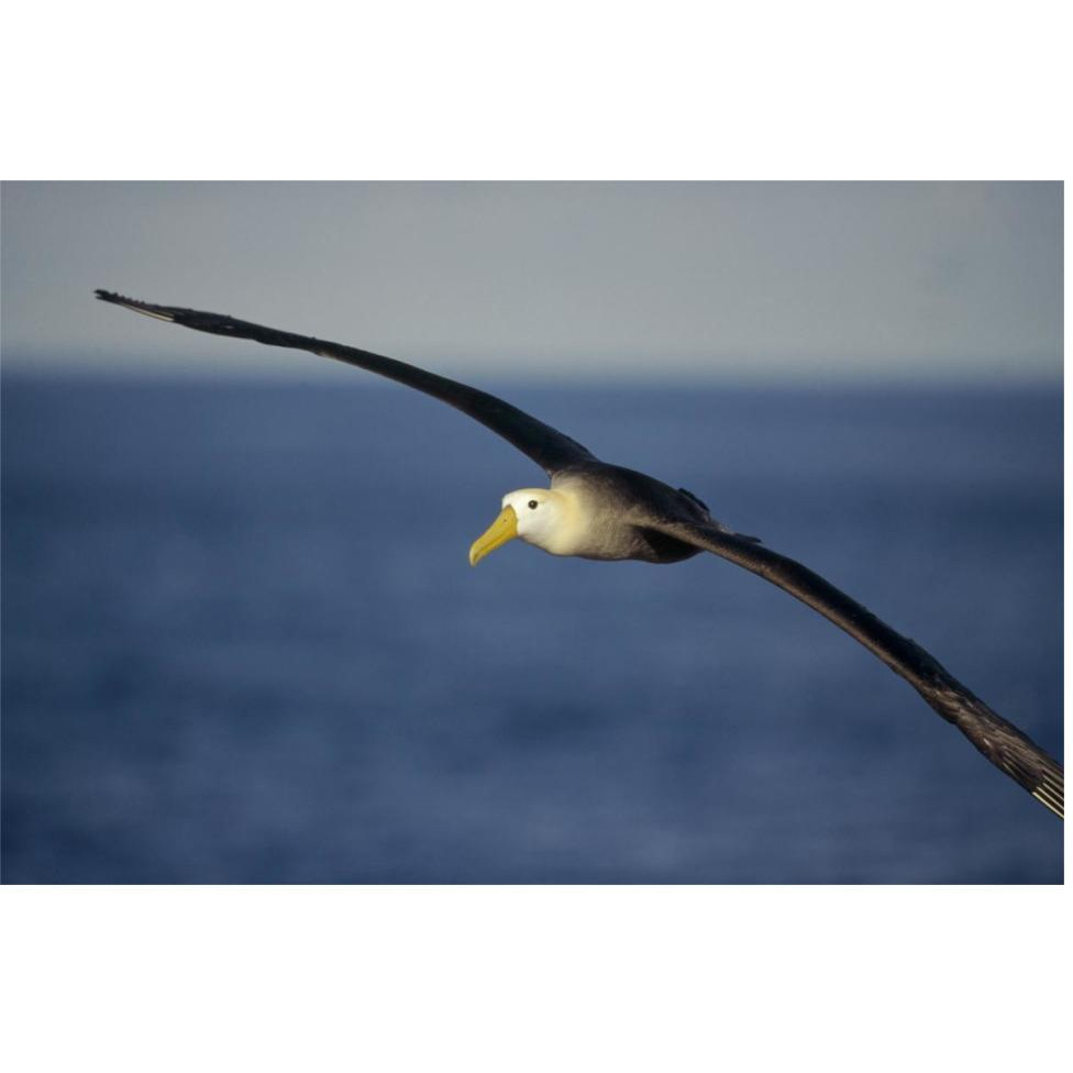 Waved Albatross flying, Galapagos Islands, Ecuador-Paper Art-62&quotx42"