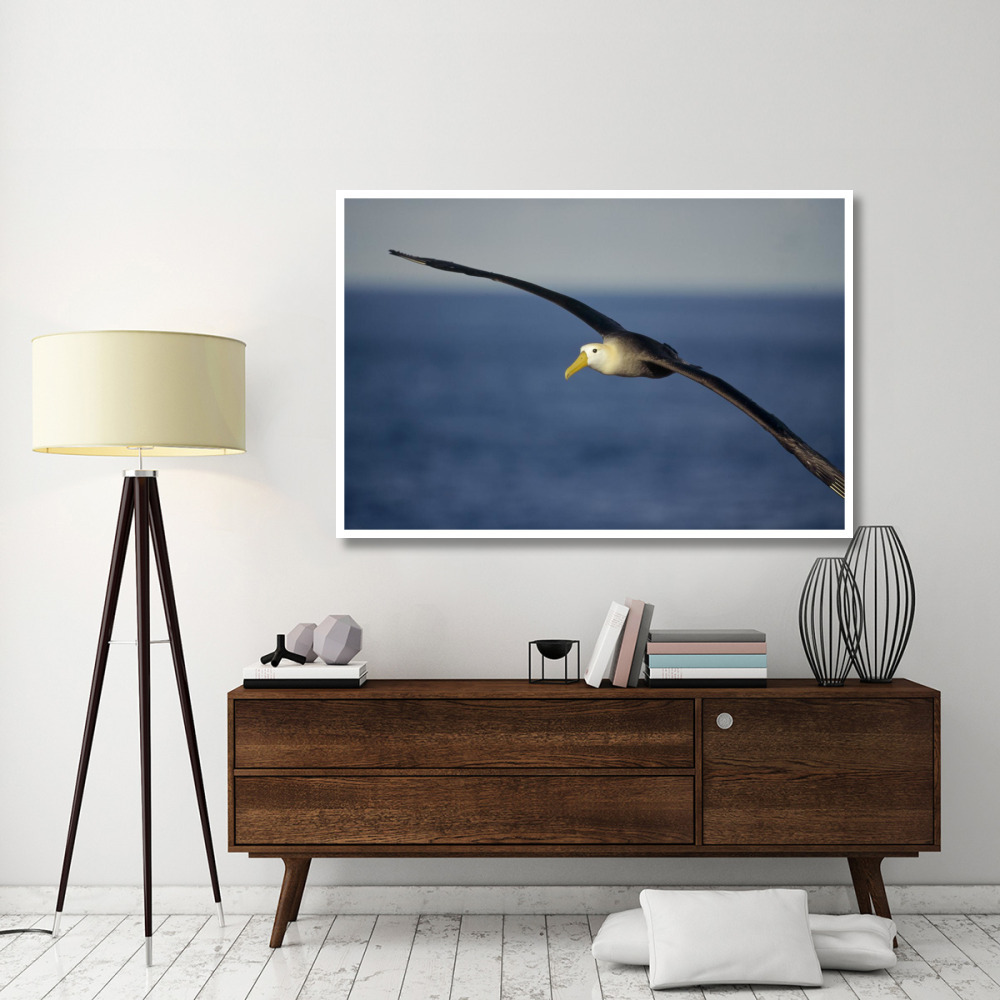 Waved Albatross flying, Galapagos Islands, Ecuador-Paper Art-62&quotx42"