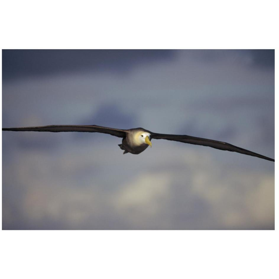 Waved Albatross flying, Galapagos Islands, Ecuador-Paper Art-26&quotx18"