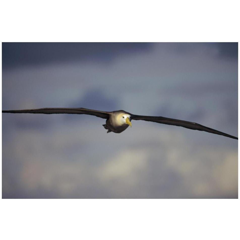 Waved Albatross flying, Galapagos Islands, Ecuador-Paper Art-32&quotx22"