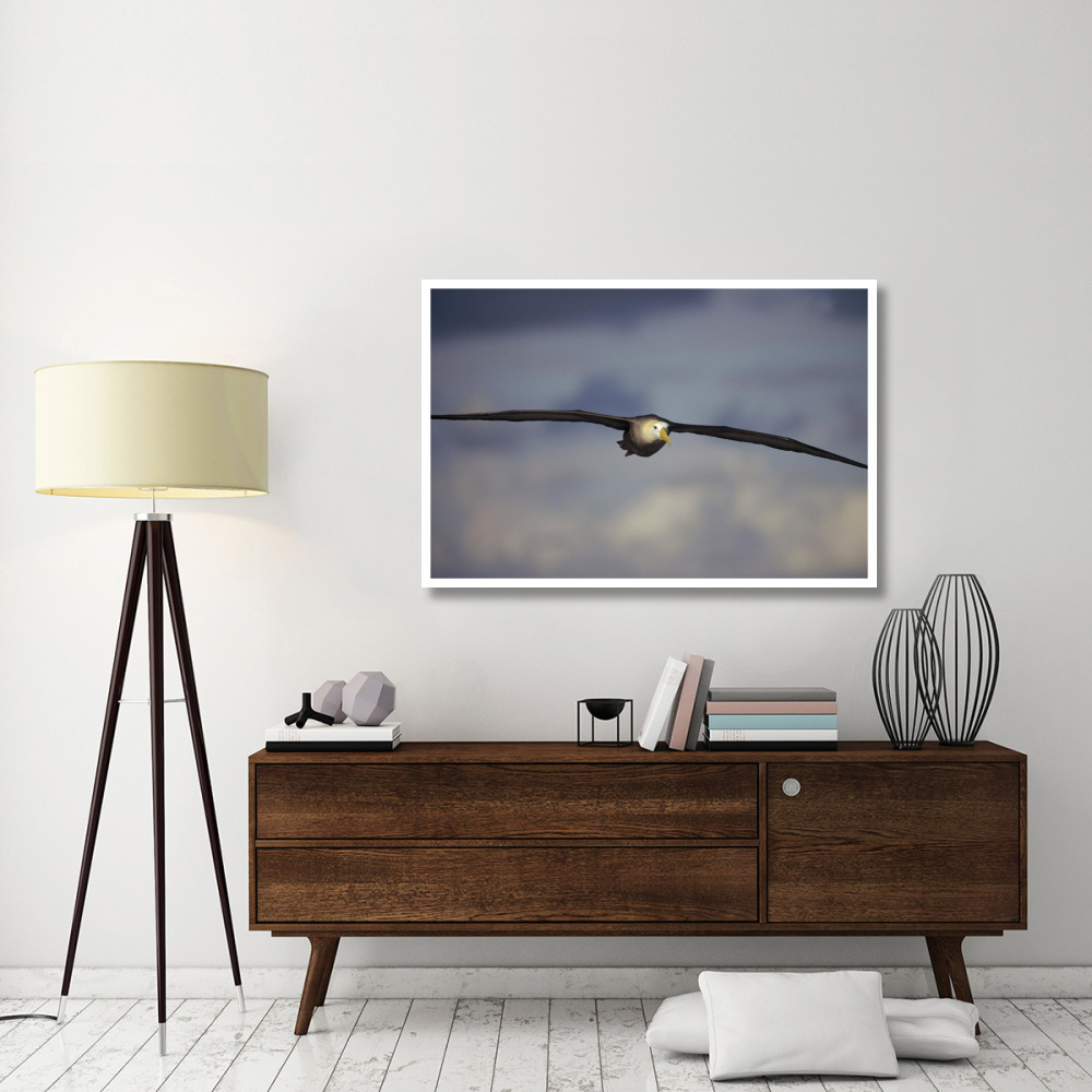 Waved Albatross flying, Galapagos Islands, Ecuador-Paper Art-50&quotx34"