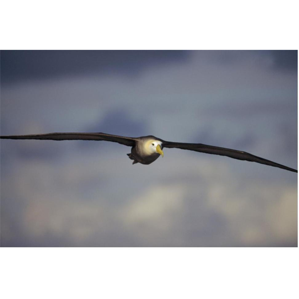 Waved Albatross flying, Galapagos Islands, Ecuador-Paper Art-62&quotx42"