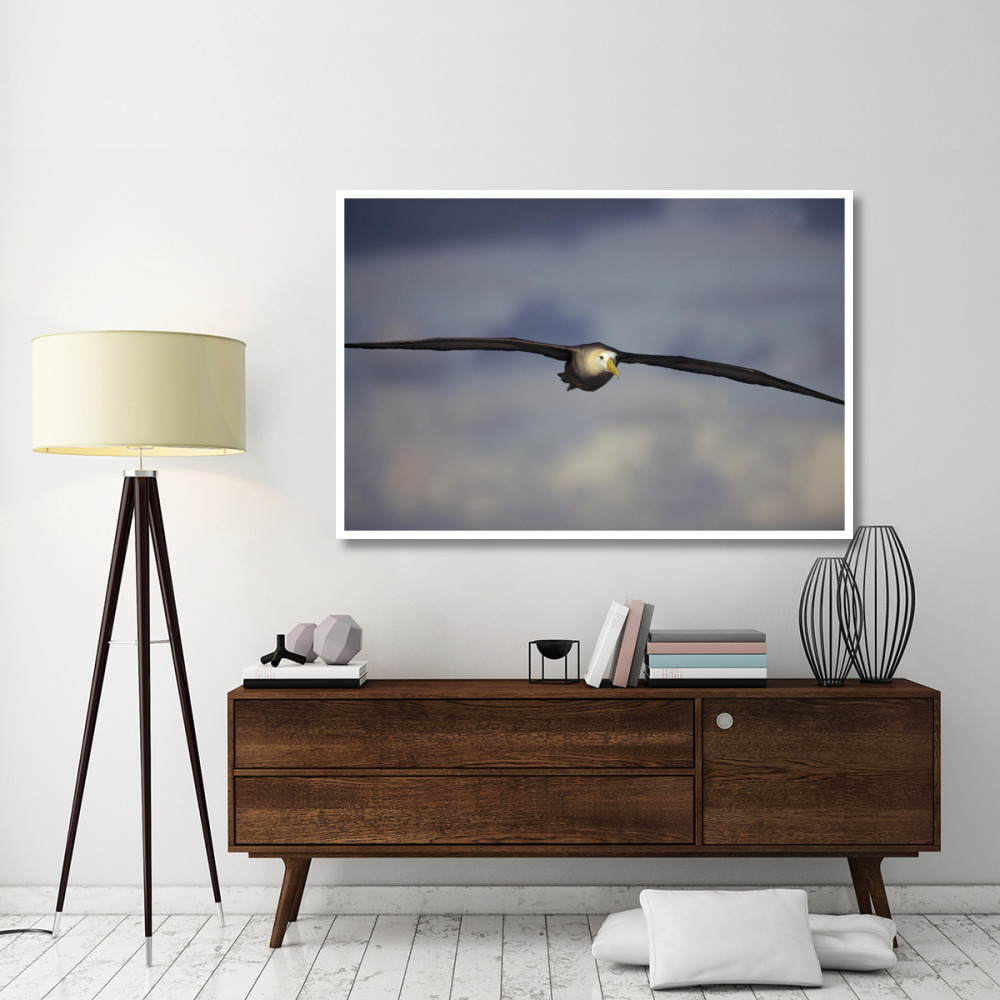 Waved Albatross flying, Galapagos Islands, Ecuador-Paper Art-62&quotx42"