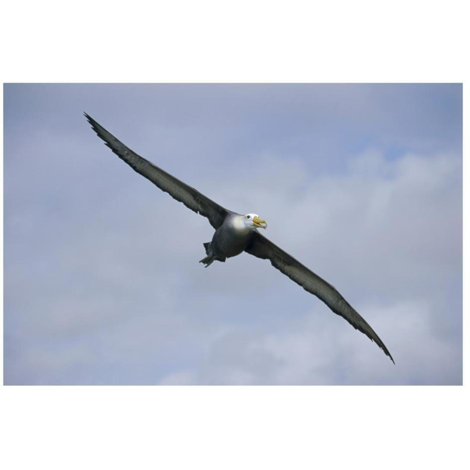 Waved Albatross flying, Galapagos Islands, Ecuador-Paper Art-26&quotx18"