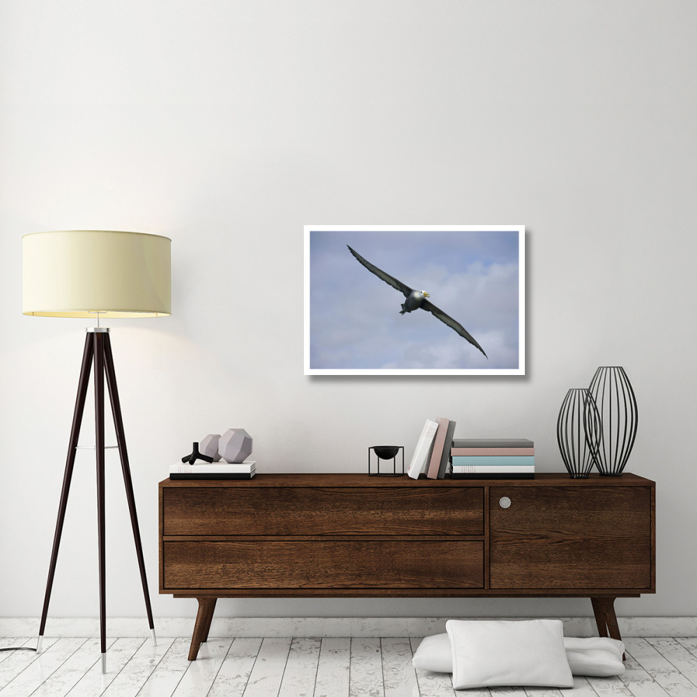 Waved Albatross flying, Galapagos Islands, Ecuador-Paper Art-38&quotx26"