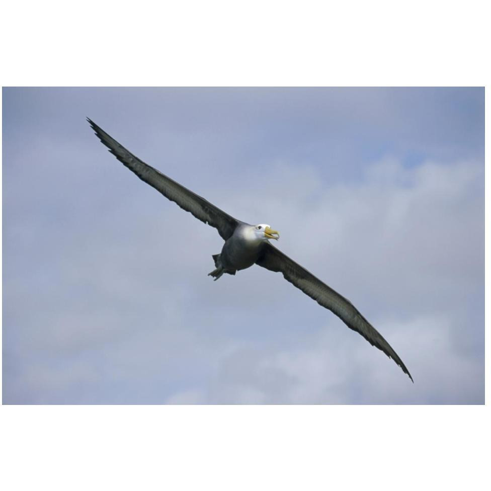 Waved Albatross flying, Galapagos Islands, Ecuador-Paper Art-50&quotx34"