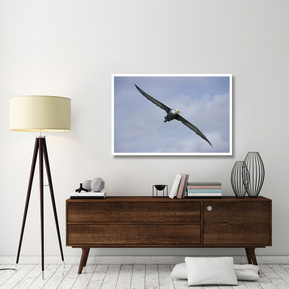 Waved Albatross flying, Galapagos Islands, Ecuador-Paper Art-50&quotx34"
