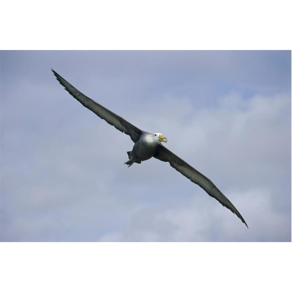 Waved Albatross flying, Galapagos Islands, Ecuador-Paper Art-62&quotx42"