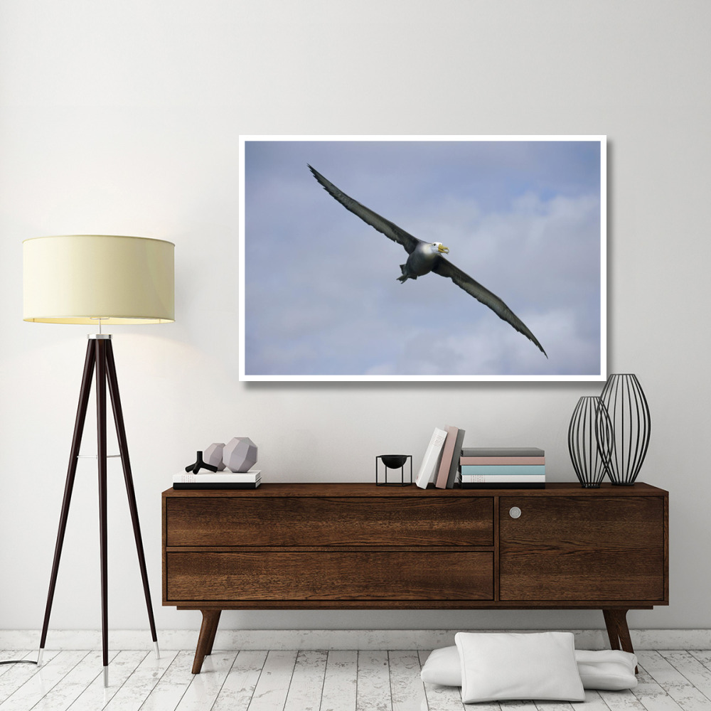 Waved Albatross flying, Galapagos Islands, Ecuador-Paper Art-62&quotx42"