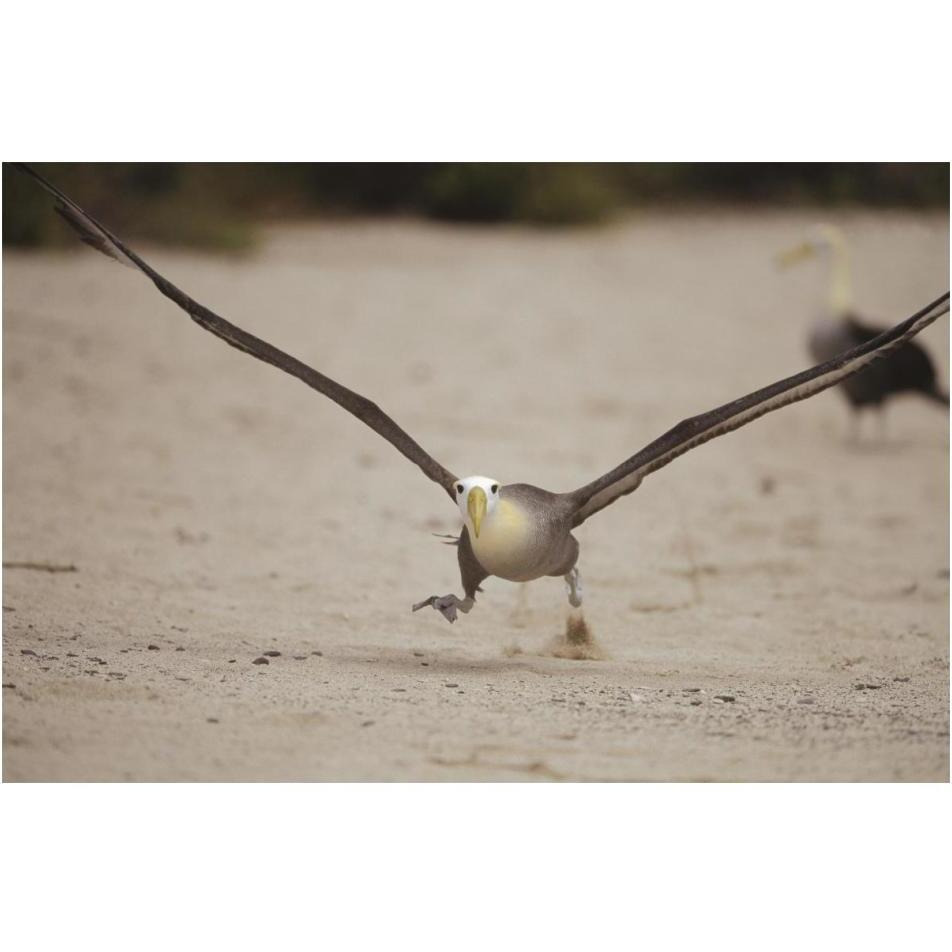 Waved Albatross using beach as runway for takeoff, Galapagos Islands, Ecuador-Paper Art-20&quotx14"
