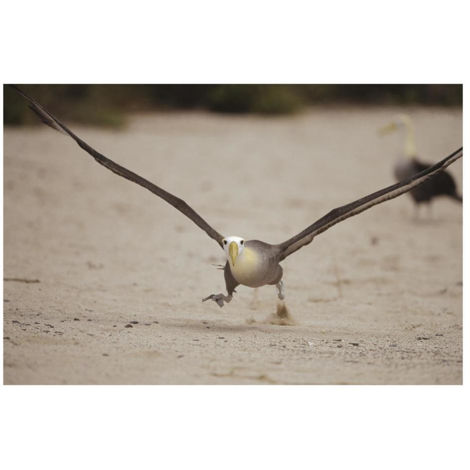 Waved Albatross using beach as runway for takeoff, Galapagos Islands, Ecuador-Paper Art-26&quotx18"