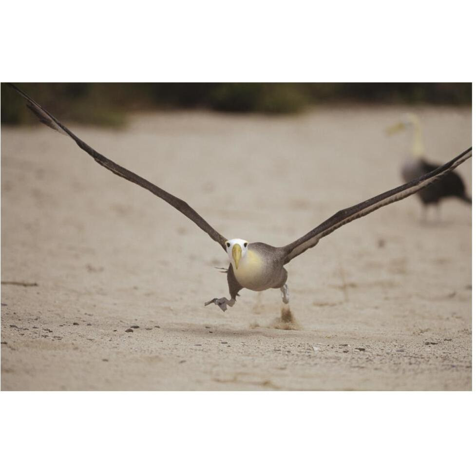 Waved Albatross using beach as runway for takeoff, Galapagos Islands, Ecuador-Paper Art-62&quotx42"
