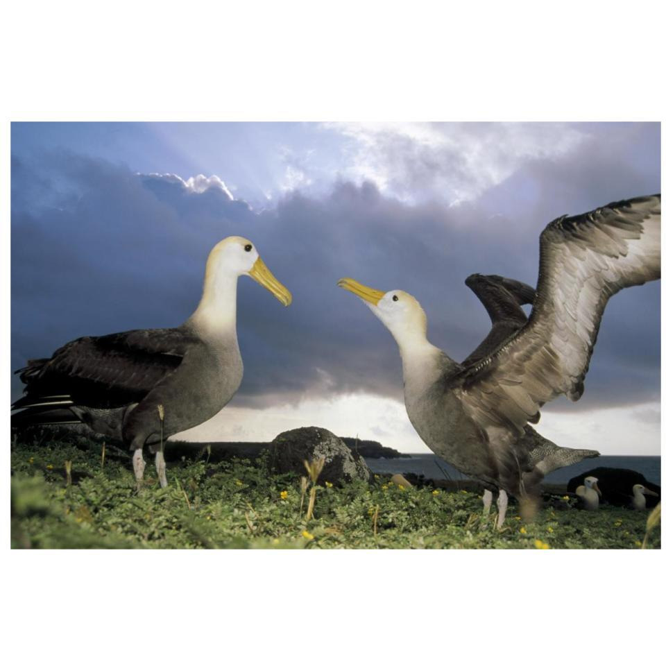 Waved Albatross courtship dance, Galapagos Islands, Ecuador-Paper Art-32&quotx22"