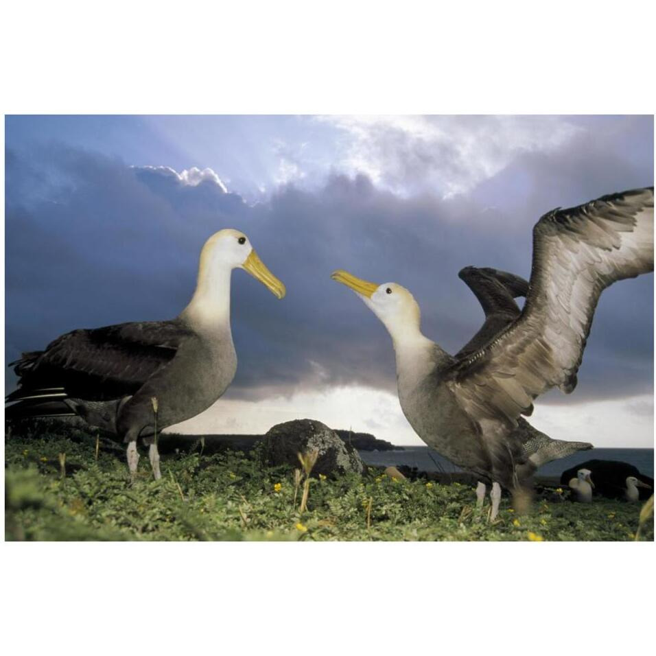Waved Albatross courtship dance, Galapagos Islands, Ecuador-Paper Art-38&quotx26"