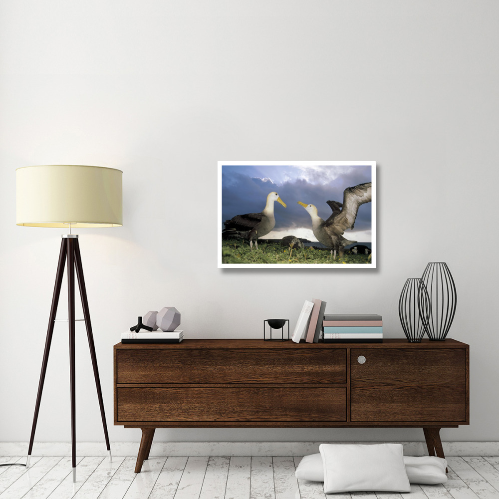 Waved Albatross courtship dance, Galapagos Islands, Ecuador-Paper Art-38&quotx26"