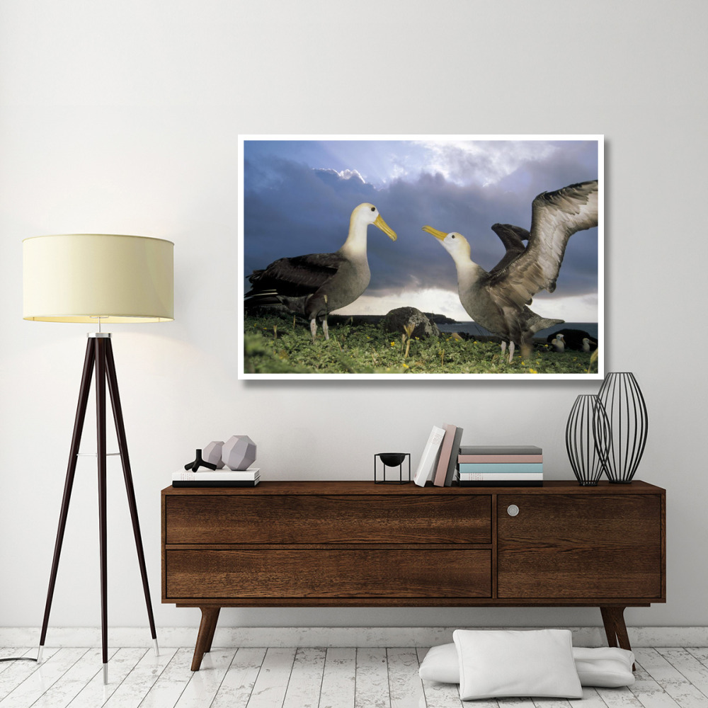 Waved Albatross courtship dance, Galapagos Islands, Ecuador-Paper Art-62&quotx42"