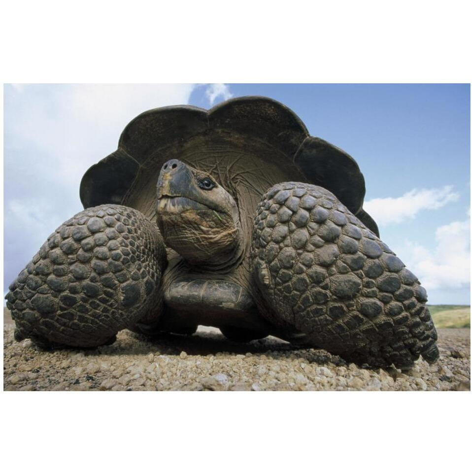 Galapagos Giant Tortoise on caldera rim, Alcedo Volcano, Galapagos Islands-Paper Art-20&quotx14"