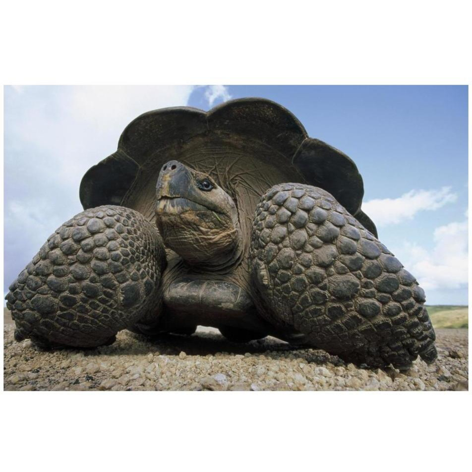 Galapagos Giant Tortoise on caldera rim, Alcedo Volcano, Galapagos Islands-Paper Art-32&quotx22"