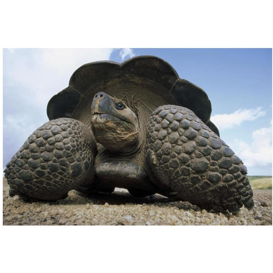 Galapagos Giant Tortoise on caldera rim, Alcedo Volcano, Galapagos Islands-Paper Art-38&quotx26"