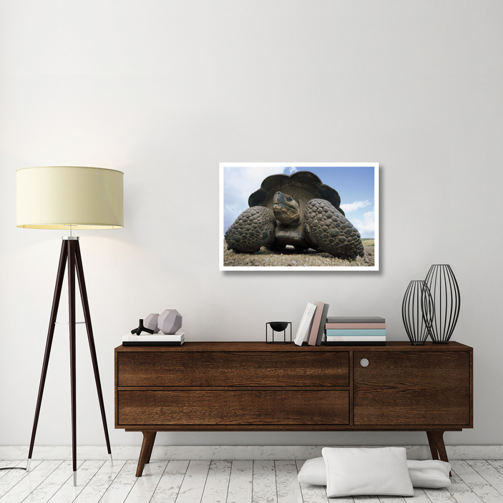 Galapagos Giant Tortoise on caldera rim, Alcedo Volcano, Galapagos Islands-Paper Art-38&quotx26"