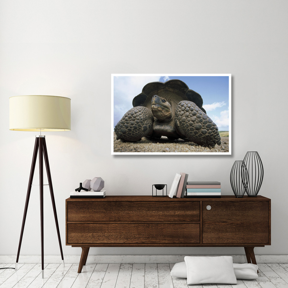 Galapagos Giant Tortoise on caldera rim, Alcedo Volcano, Galapagos Islands-Paper Art-50&quotx34"