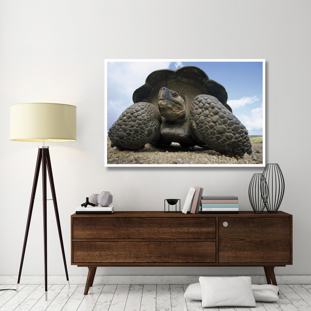 Galapagos Giant Tortoise on caldera rim, Alcedo Volcano, Galapagos Islands-Paper Art-62&quotx42"