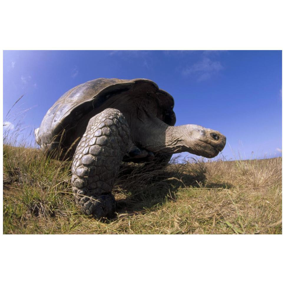 Galapagos Giant Tortoise on caldera rim, Alcedo Volcano, Galapagos Islands-Paper Art-20&quotx14"