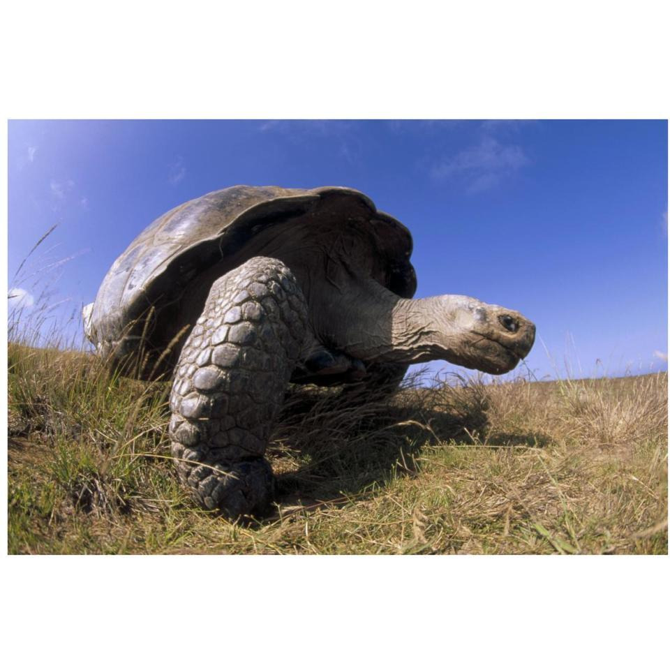 Galapagos Giant Tortoise on caldera rim, Alcedo Volcano, Galapagos Islands-Paper Art-38&quotx26"