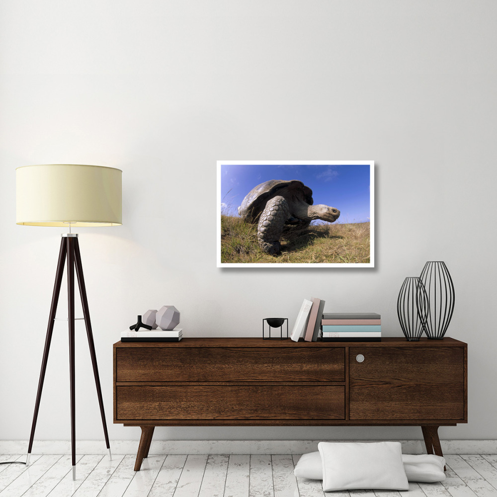 Galapagos Giant Tortoise on caldera rim, Alcedo Volcano, Galapagos Islands-Paper Art-38&quotx26"