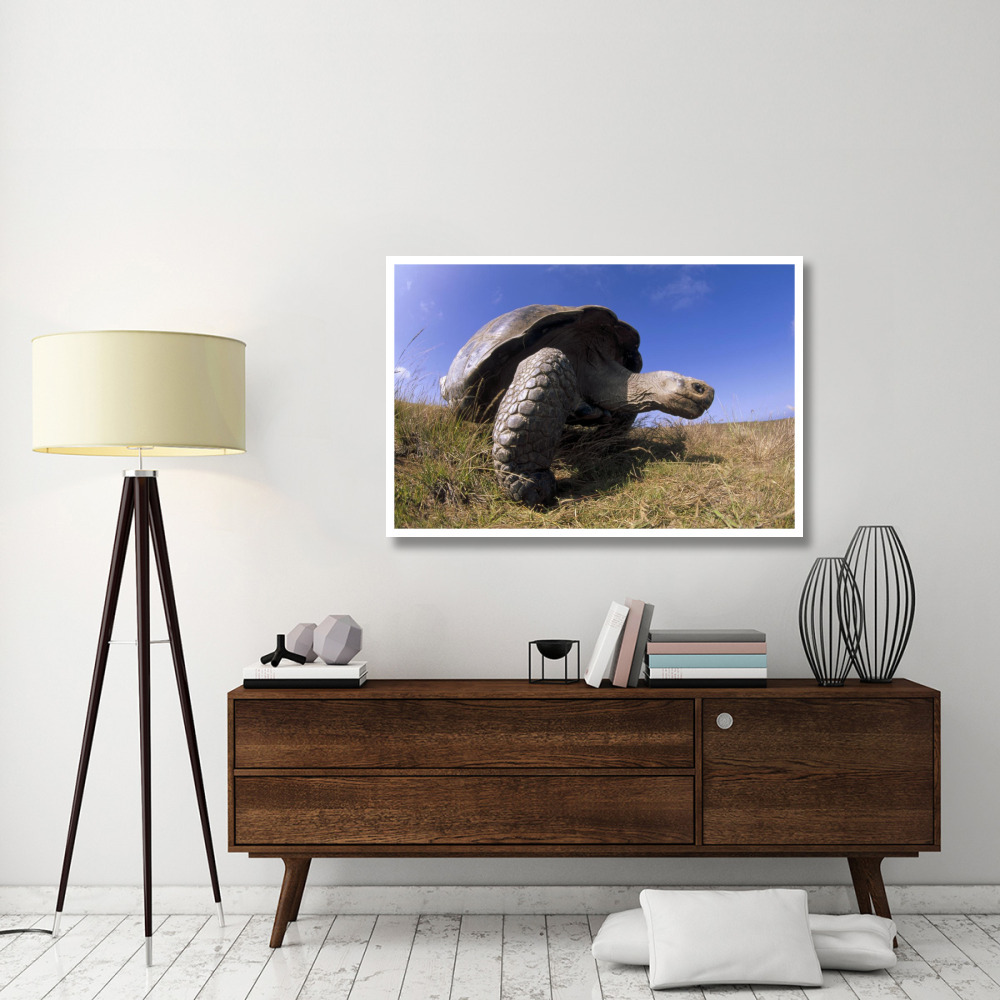 Galapagos Giant Tortoise on caldera rim, Alcedo Volcano, Galapagos Islands-Paper Art-50&quotx34"