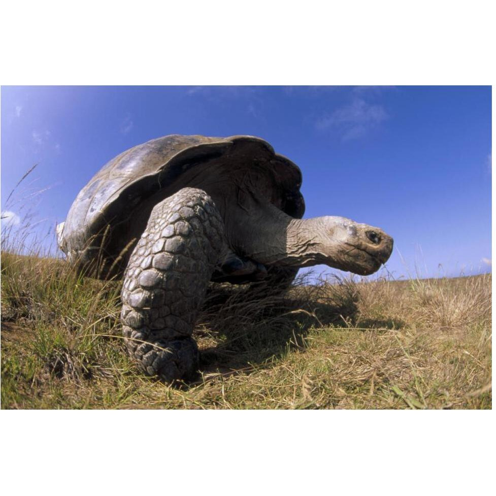 Galapagos Giant Tortoise on caldera rim, Alcedo Volcano, Galapagos Islands-Paper Art-62&quotx42"