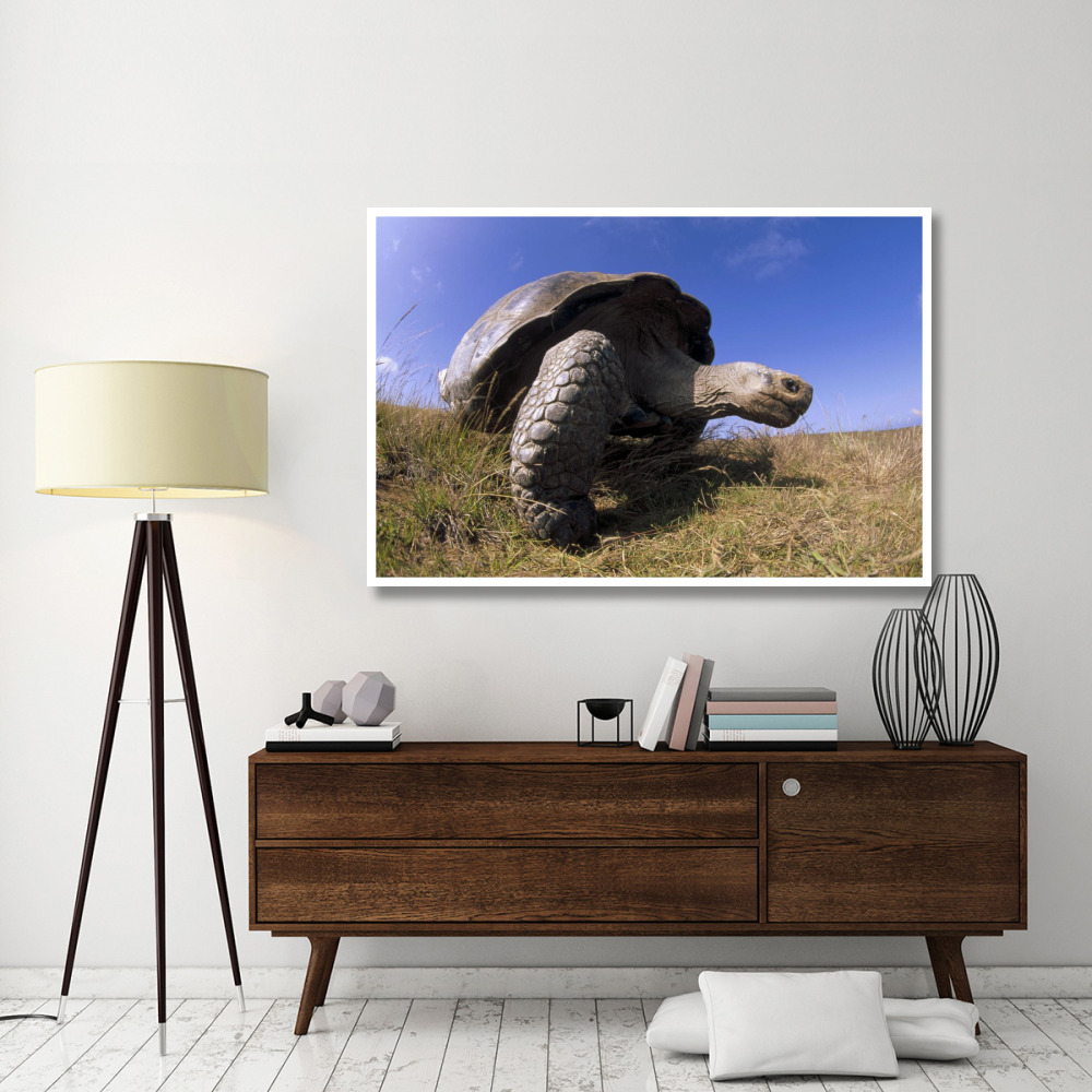 Galapagos Giant Tortoise on caldera rim, Alcedo Volcano, Galapagos Islands-Paper Art-62&quotx42"