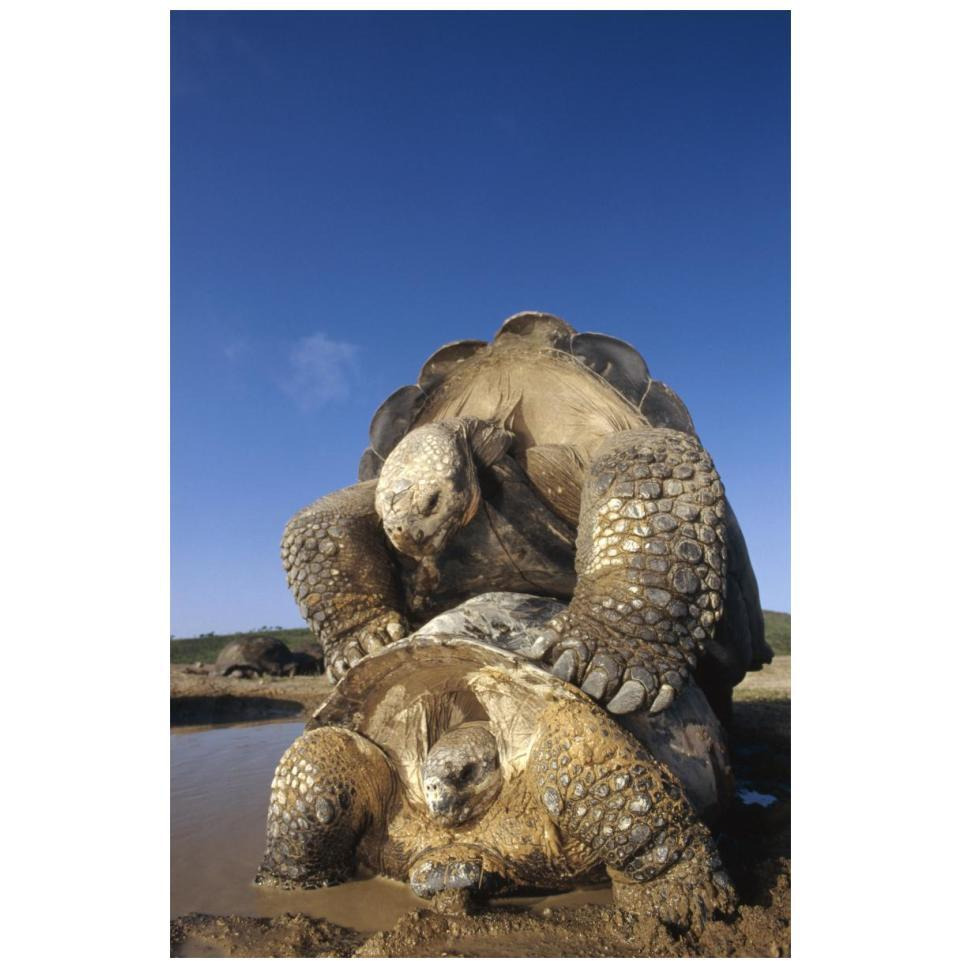 Galapagos Giant Tortoise mating, Alcedo Volcano, Galapagos Islands, Ecuador-Paper Art-14&quotx20"