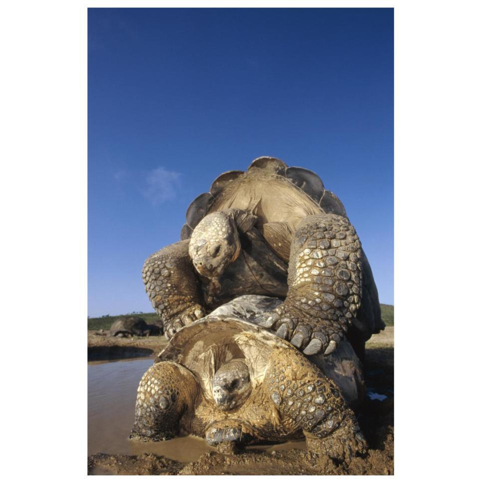 Galapagos Giant Tortoise mating, Alcedo Volcano, Galapagos Islands, Ecuador-Paper Art-22&quotx32"
