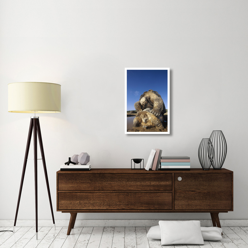 Galapagos Giant Tortoise mating, Alcedo Volcano, Galapagos Islands, Ecuador-Paper Art-22&quotx32"