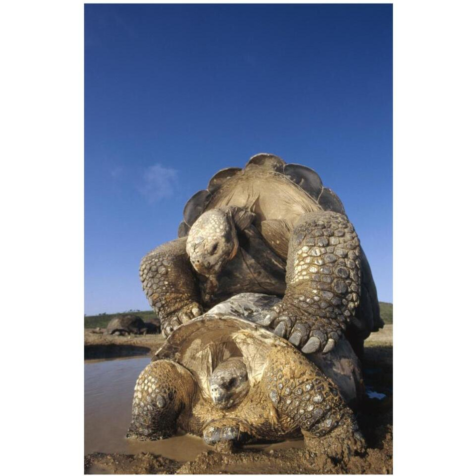 Galapagos Giant Tortoise mating, Alcedo Volcano, Galapagos Islands, Ecuador-Paper Art-26&quotx38"