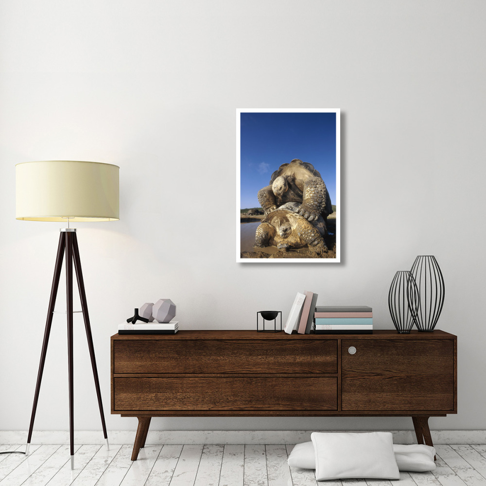 Galapagos Giant Tortoise mating, Alcedo Volcano, Galapagos Islands, Ecuador-Paper Art-26&quotx38"